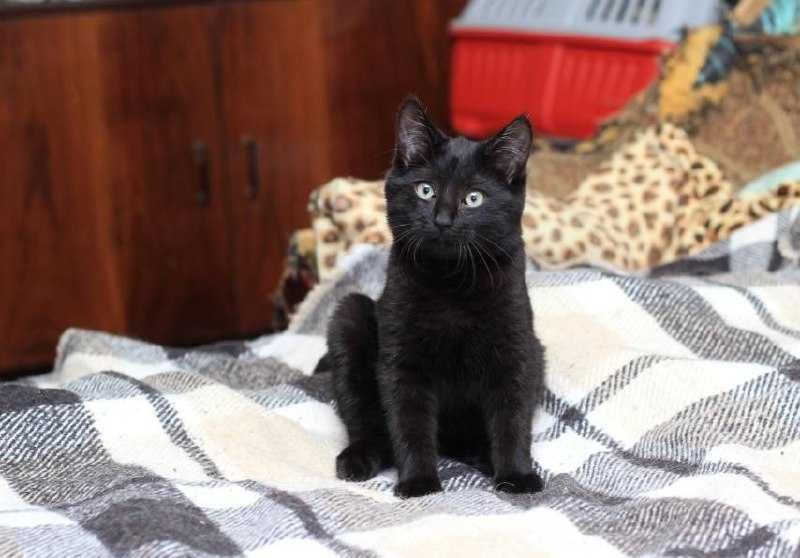 Граціозна малеча  - кішечка Лія, 3 міс