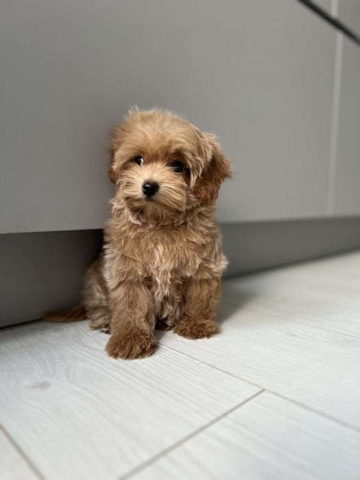 Мини девочка мальтипу ф1 карамельного окраса