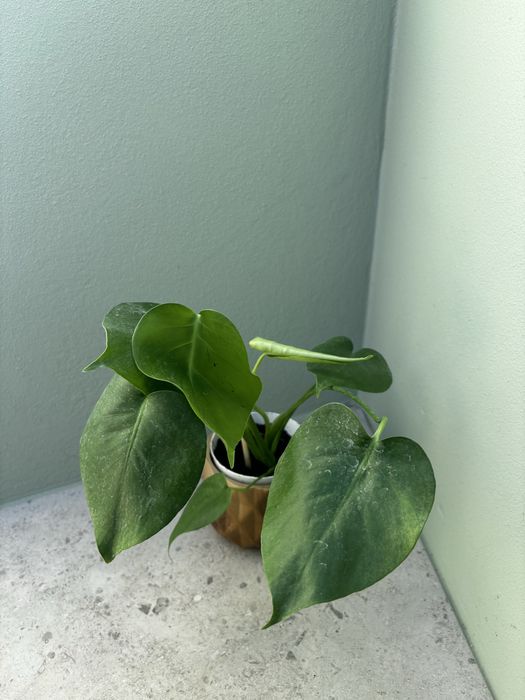 Monstera Deliciosa