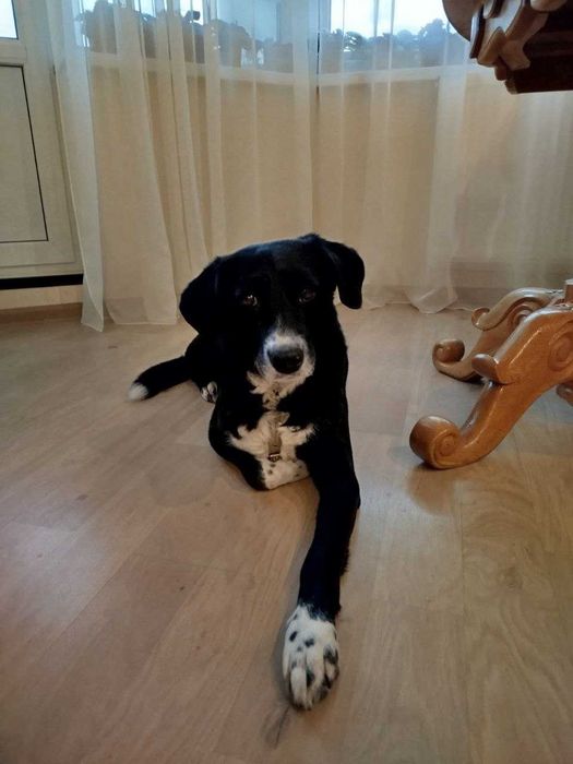 КИЕВ. Пропала собака, метис, мальчик Дик