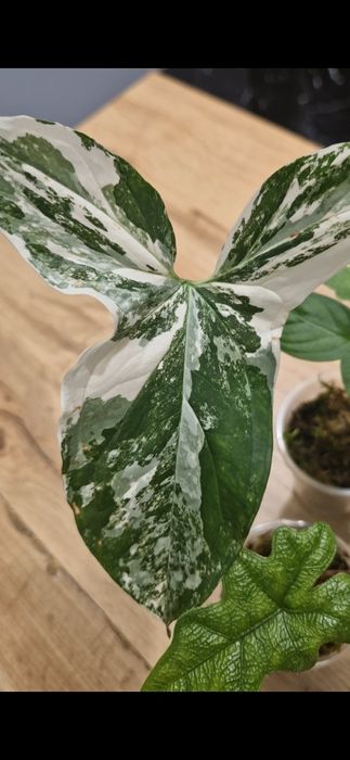 Сингоніум імперіал вайт