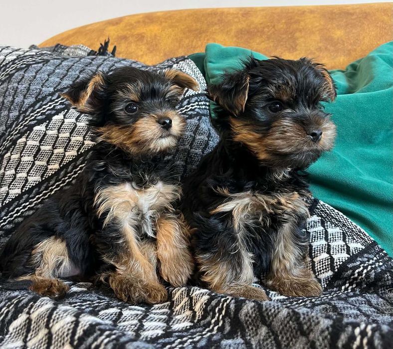 Yorkshire terrier pieski