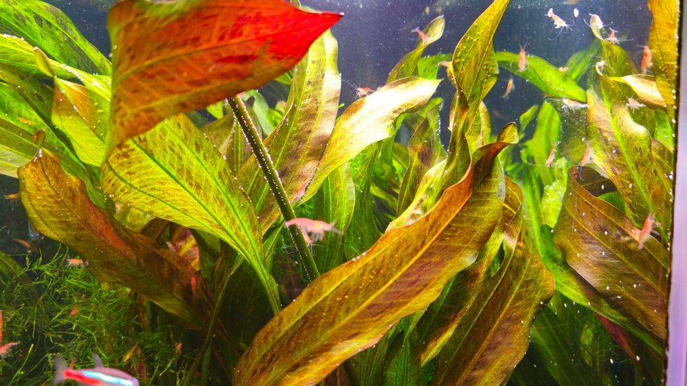 Żabienica Echinodorus