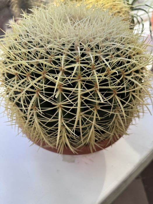 Великий  колекційний Ехінокактус Грузона