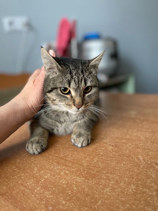 Котята котики отдам котенок мальчик