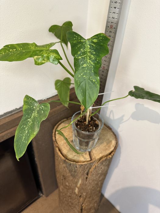 Філодендрон  Philodendron  Lime Fiddle