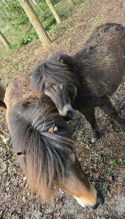 Sprzedam klacz mini shetland