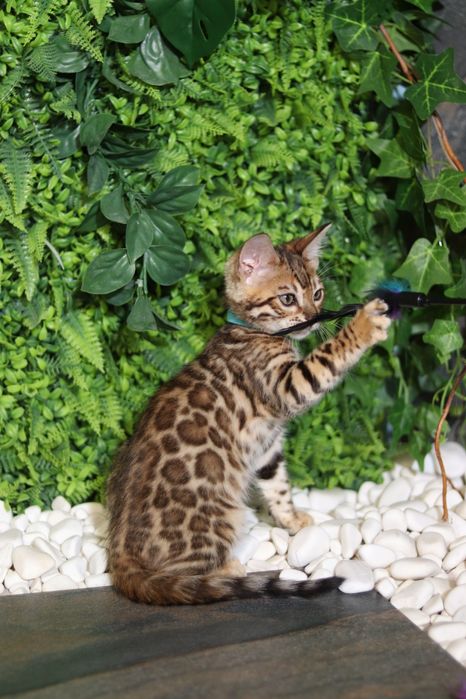 Бенгальська дівчинка Сабіна