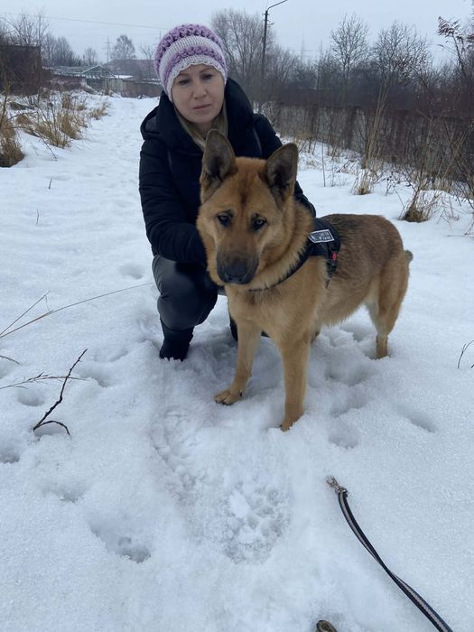 Собака у добрі руки