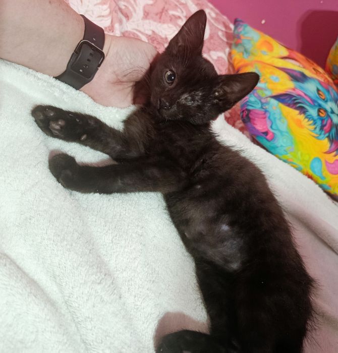 Słodziak Nox szuka odpowiedzialnego kochającego domku do adopcji