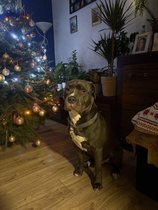 Reproduktor- Amstaff