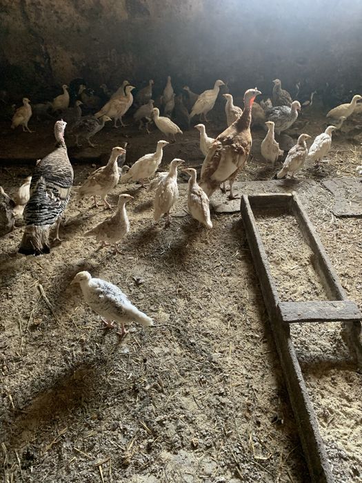 Цесарки, індики, каченята різного віку