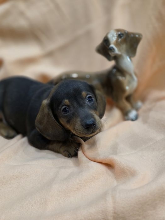 Dachshund Teckel