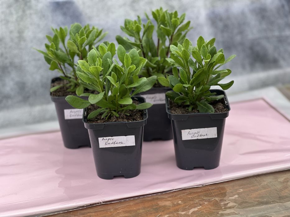 Остеоспермум (африканська ромашка) серії Dalina Compact