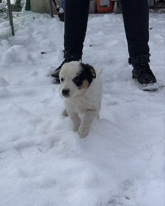 Цуценята шукають дім (від 22.10) - дівчинка