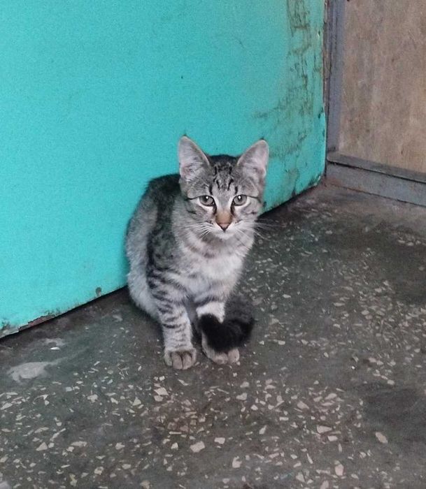 Віддамо кошенят в хороші руки безкоштовно