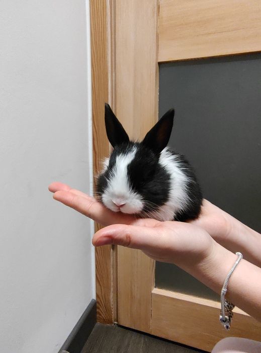 Króliczki miniaturki