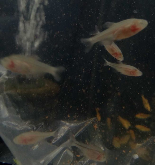 Ślepiec jaskiniowy - Tina Zoo Witkiewicza