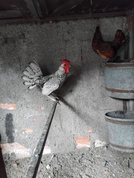 Galinha sebright