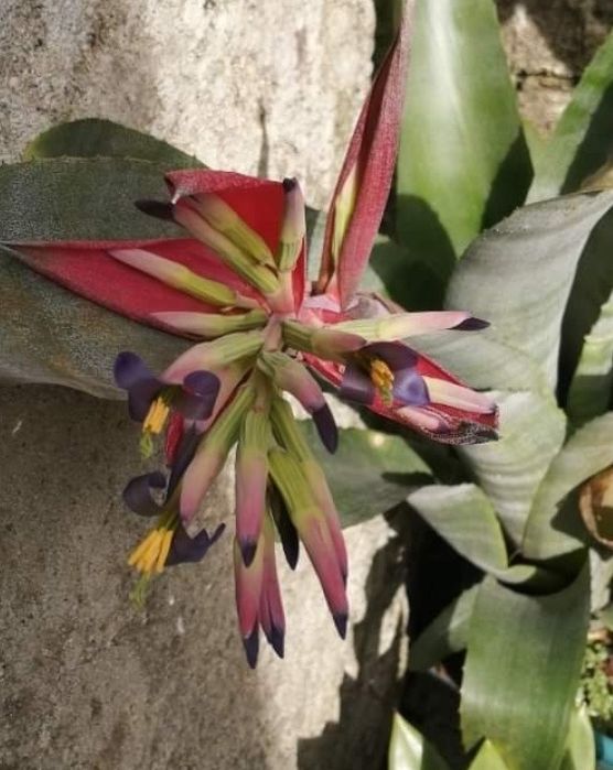 Billbergia (bromélia) planta com flor em tons rosa