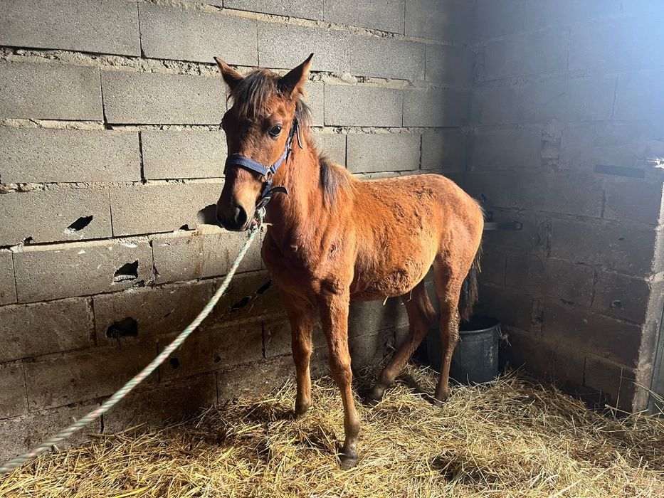 Troco poldros e/ou poldras Lusitanas por jeep
