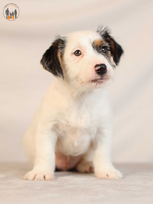 Jack Russell Terrier ZKwP FCI