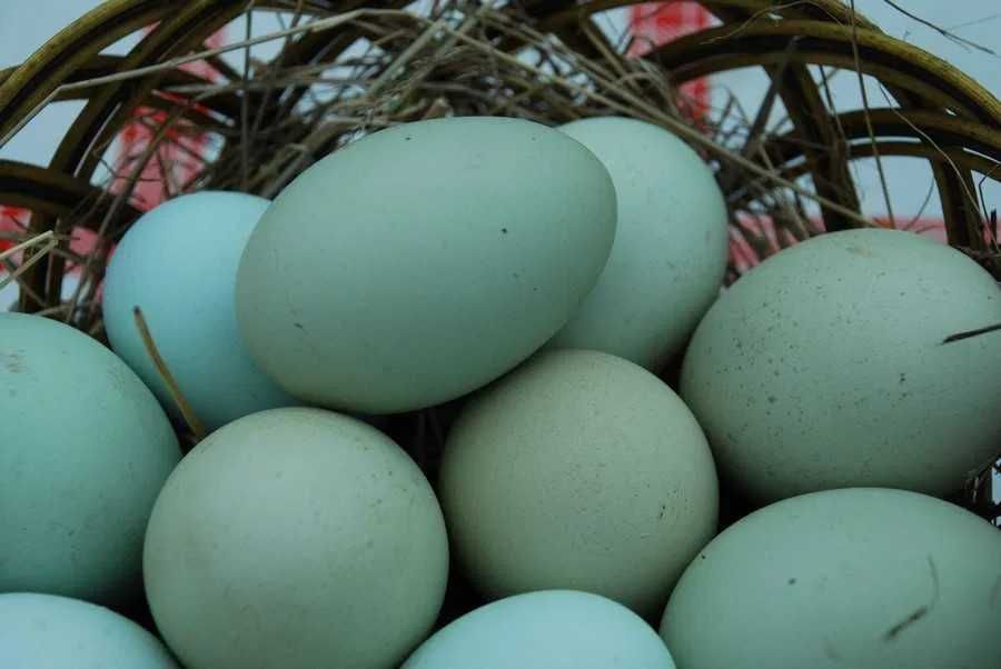Świeże Jaja lęgowe od kur green shell z wolnego wybiegu