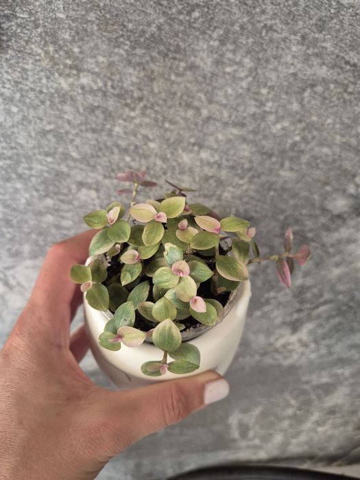 Колізія рожева, традисканція