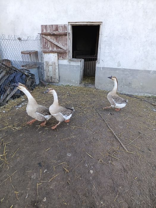 Gęsi kubańskie gąski gąsior