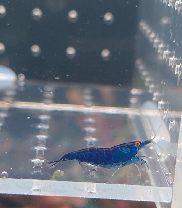 Neocaridinas blue dream OE (orange eyes)
