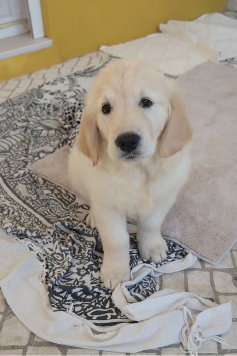 Golden Retriever fêmea com LOP