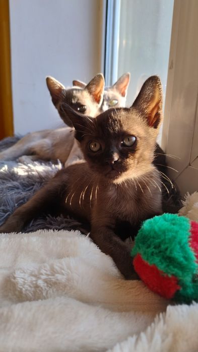 Бурма Європейська,соболиний хлопчик