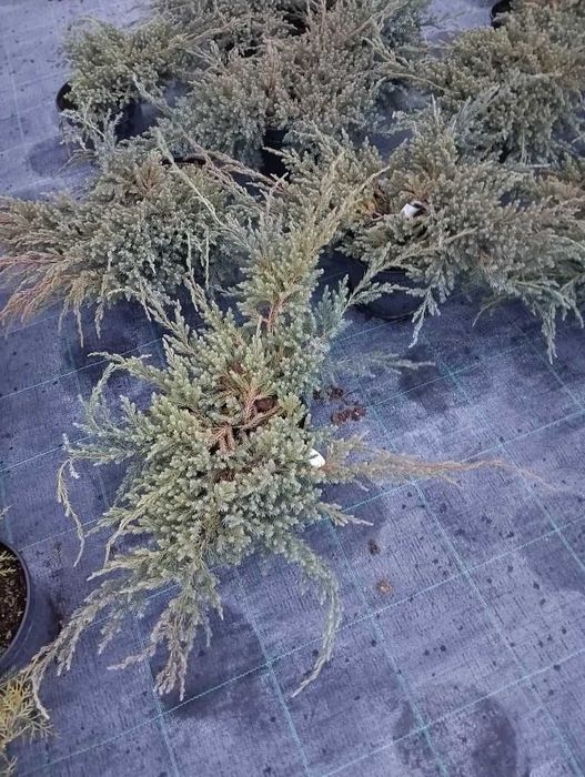 Jałowiec łuskowaty 'Blue Carpet' doniczka c 3