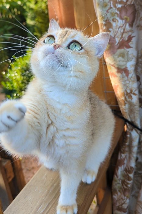 Шиншила золотая ny 12