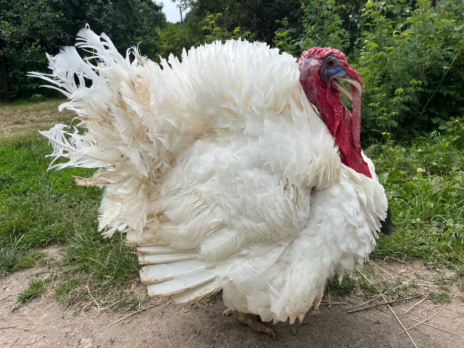 Біг 6 якісний індик важкого кроссу Венгрія