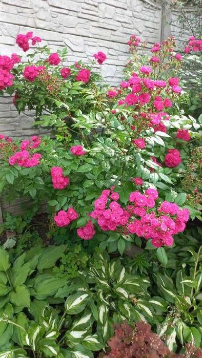 Хризантемы, розмарин,ивы,розы,гибискус,орех,дуб,клен,юкка и др продам.