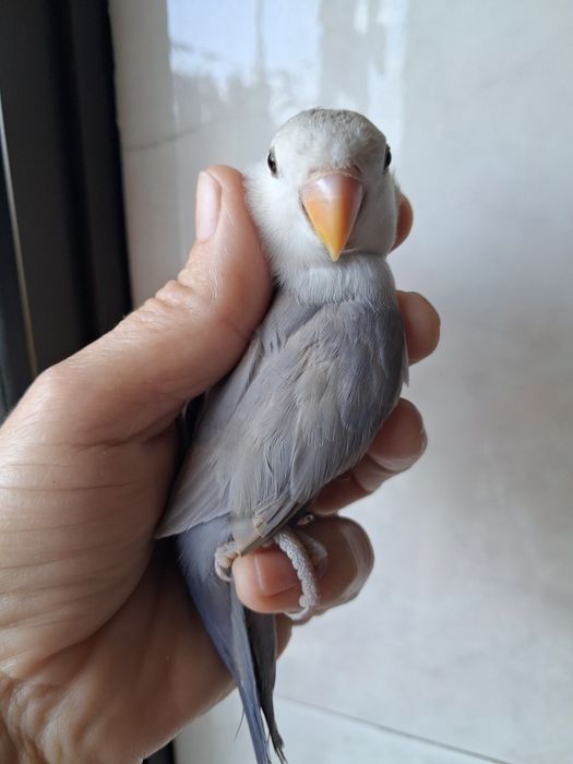 Agapornis deste ano nascidos em junho muito meigos.