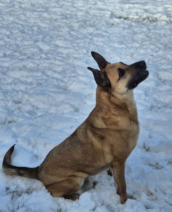 Czaruś poleca się do adopcji