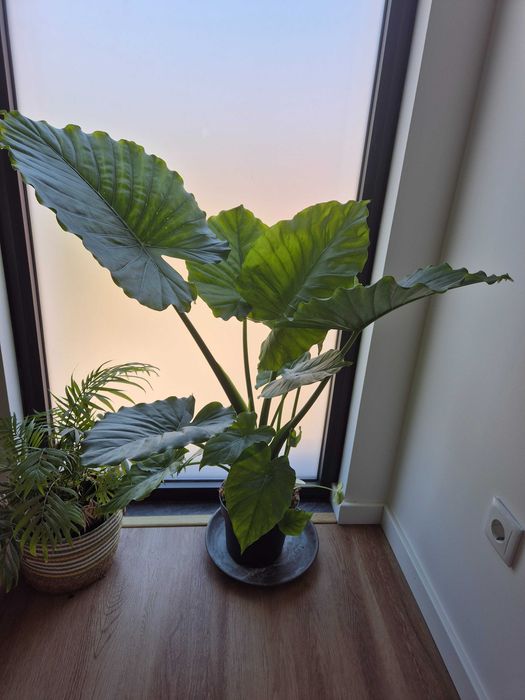 Alocasia orelha de elefante grande