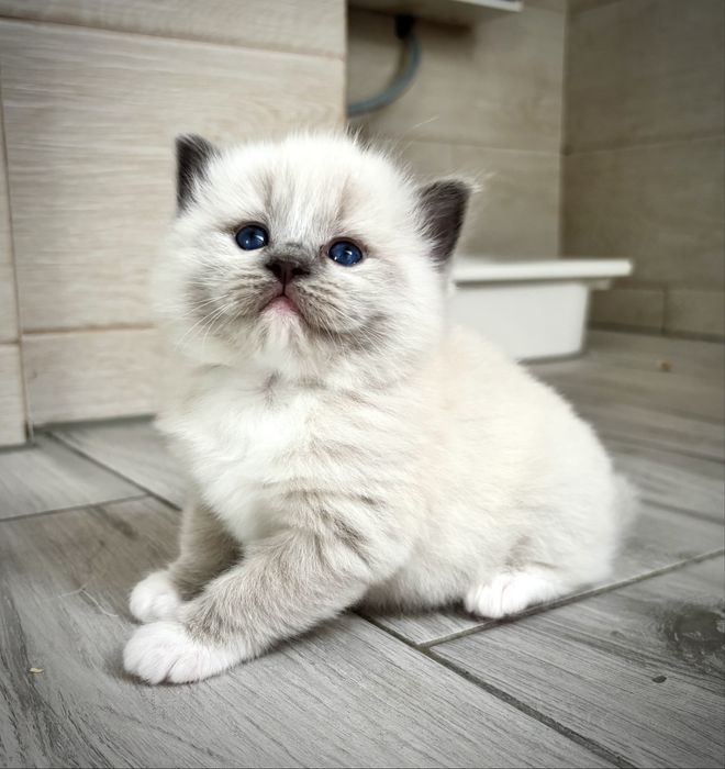Kotka Ragdoll po Grand Inter Championie