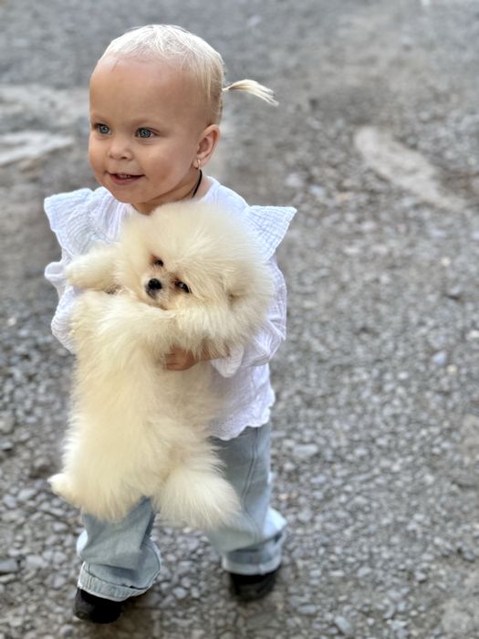 Шпиц мини мальчик