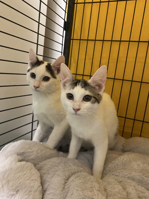 Kociaki szukaja domku