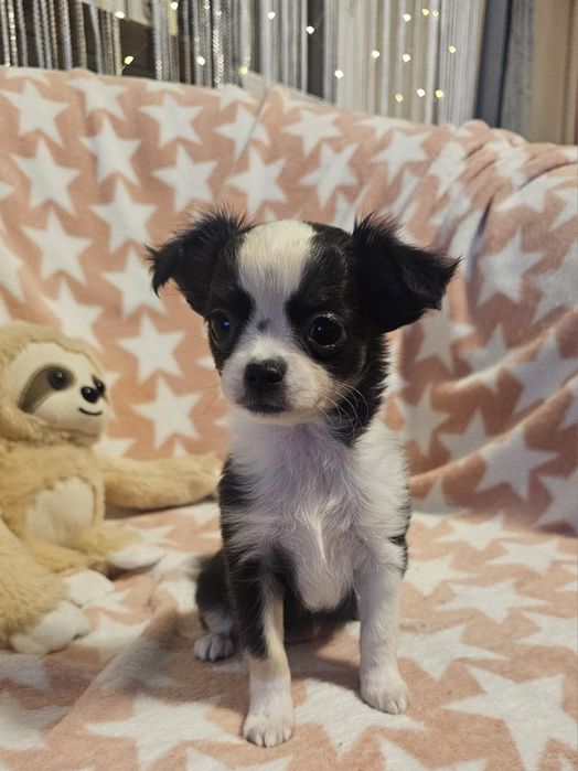 Chihuahua długowłosa suczka czarno-biała – drobna sunia