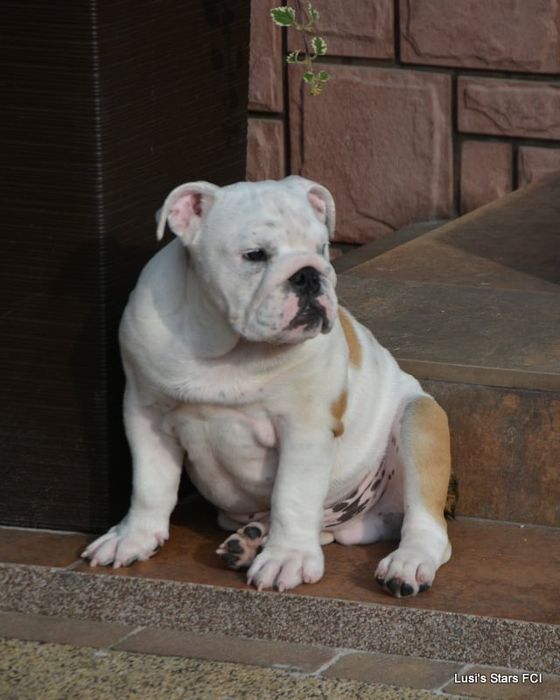Buldog angielski  pies ZKwP  FCI