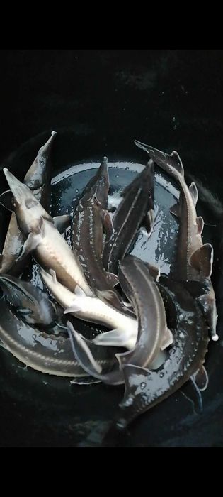 Продам осетрика для ставка