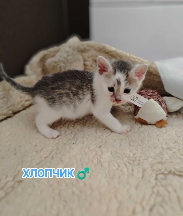 Кошенята, Кошеня