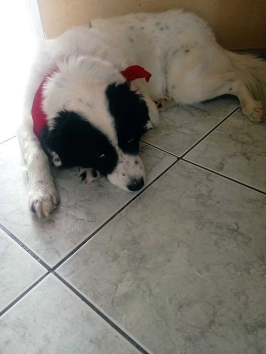 Kochany Piesek do adopcji