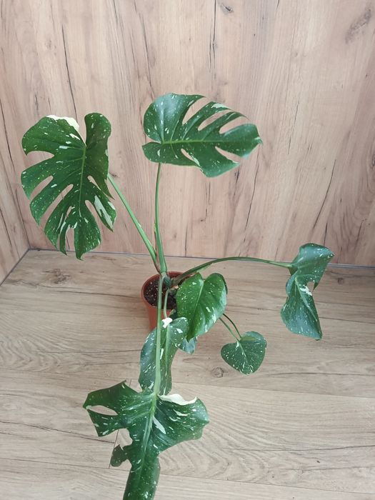 Monstera thai constelation