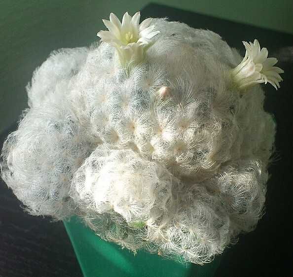 Кактуси, сукуленти мамілярія Плюмоса