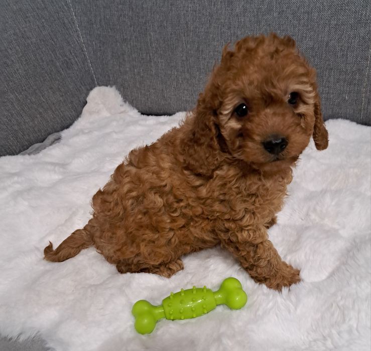 Cavapoo samiec f1b